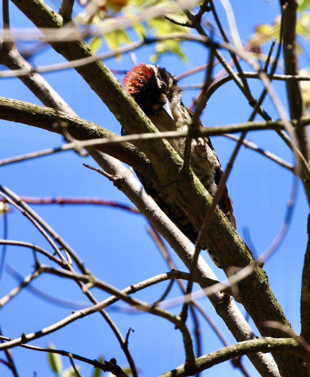 Nuttall's Woodpecker - ML591899301
