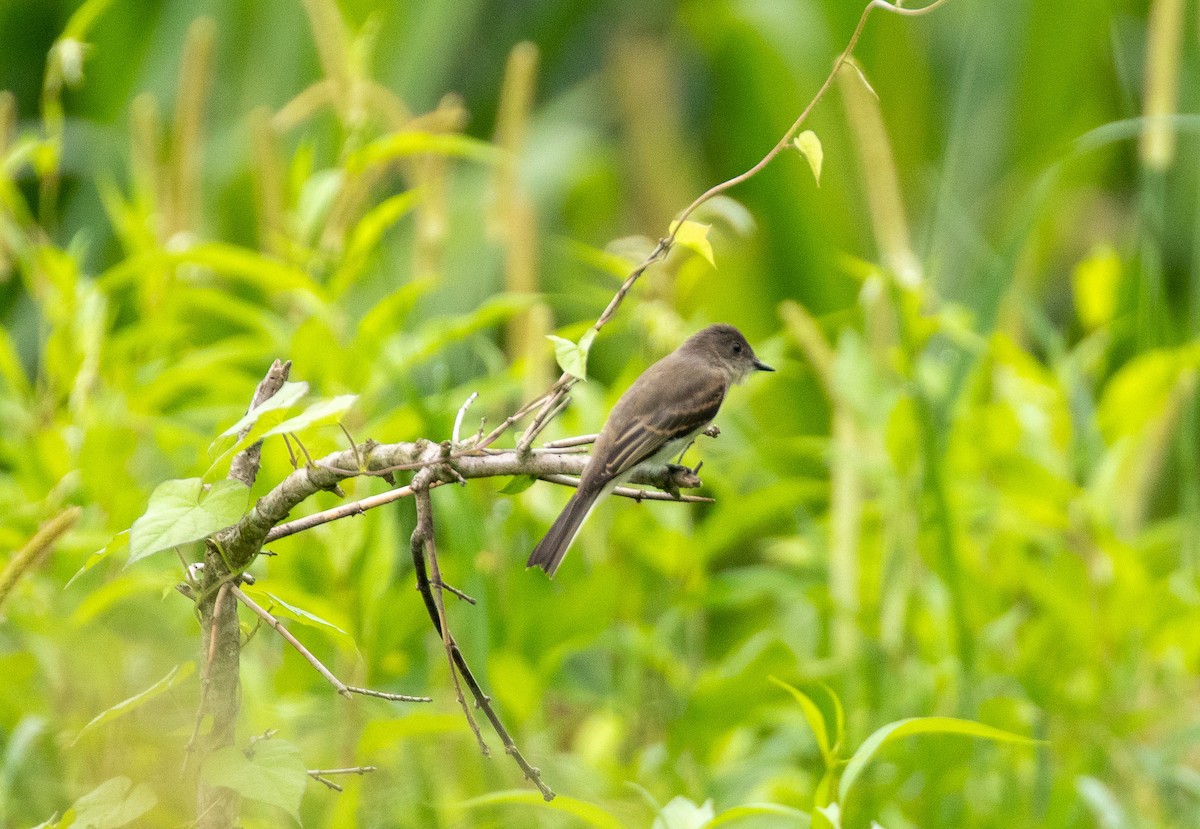 Eastern Phoebe - ML591899611