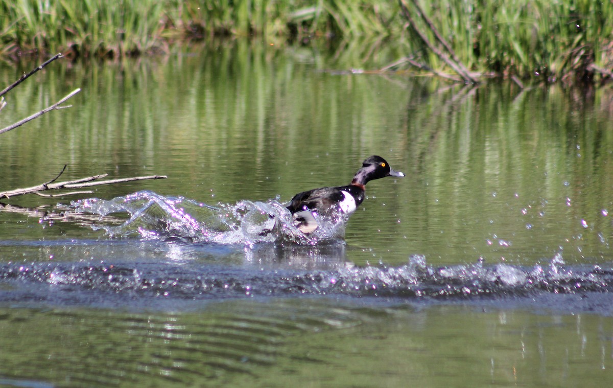 Ring-necked Duck - ML591899741