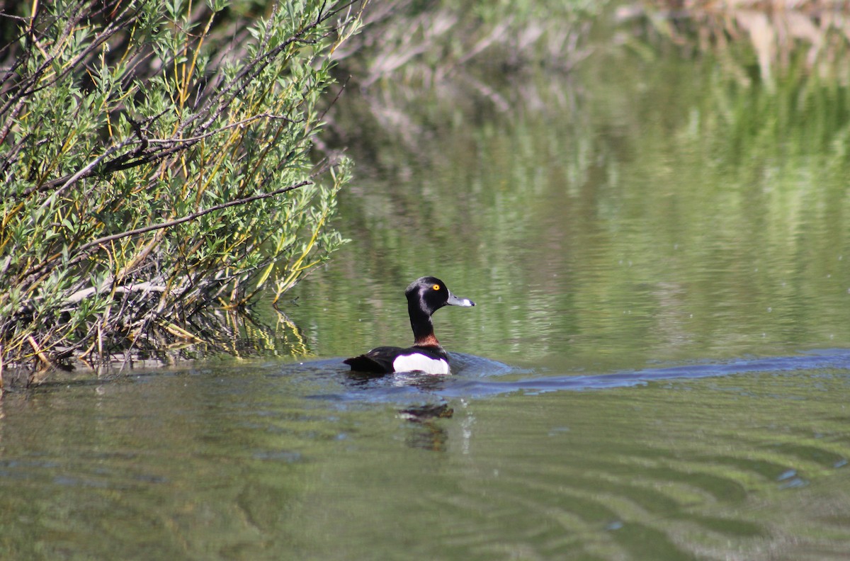 Ring-necked Duck - ML591899761