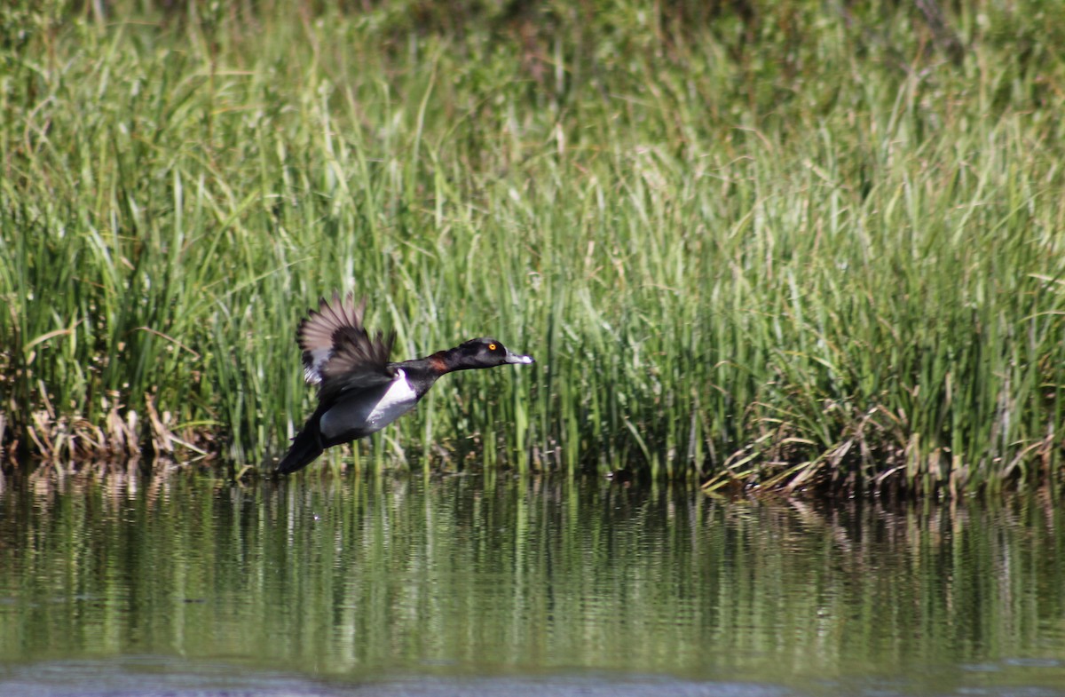 Ring-necked Duck - ML591899771