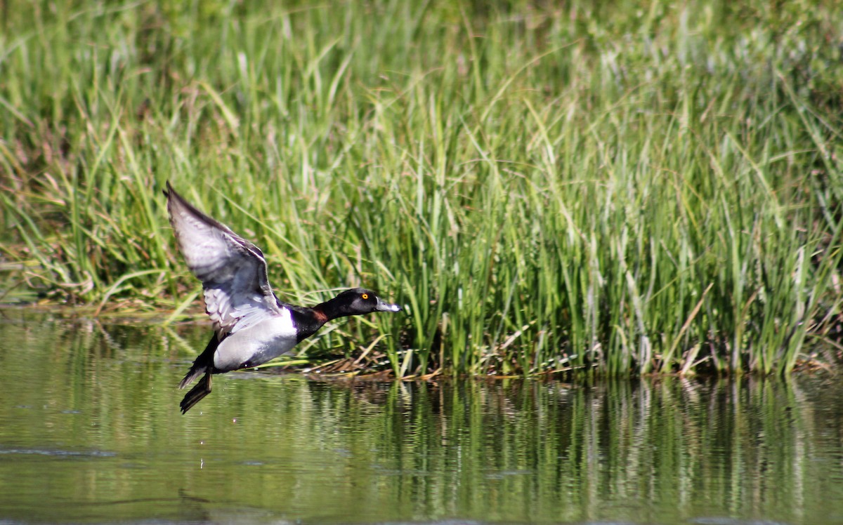 Ring-necked Duck - ML591899781