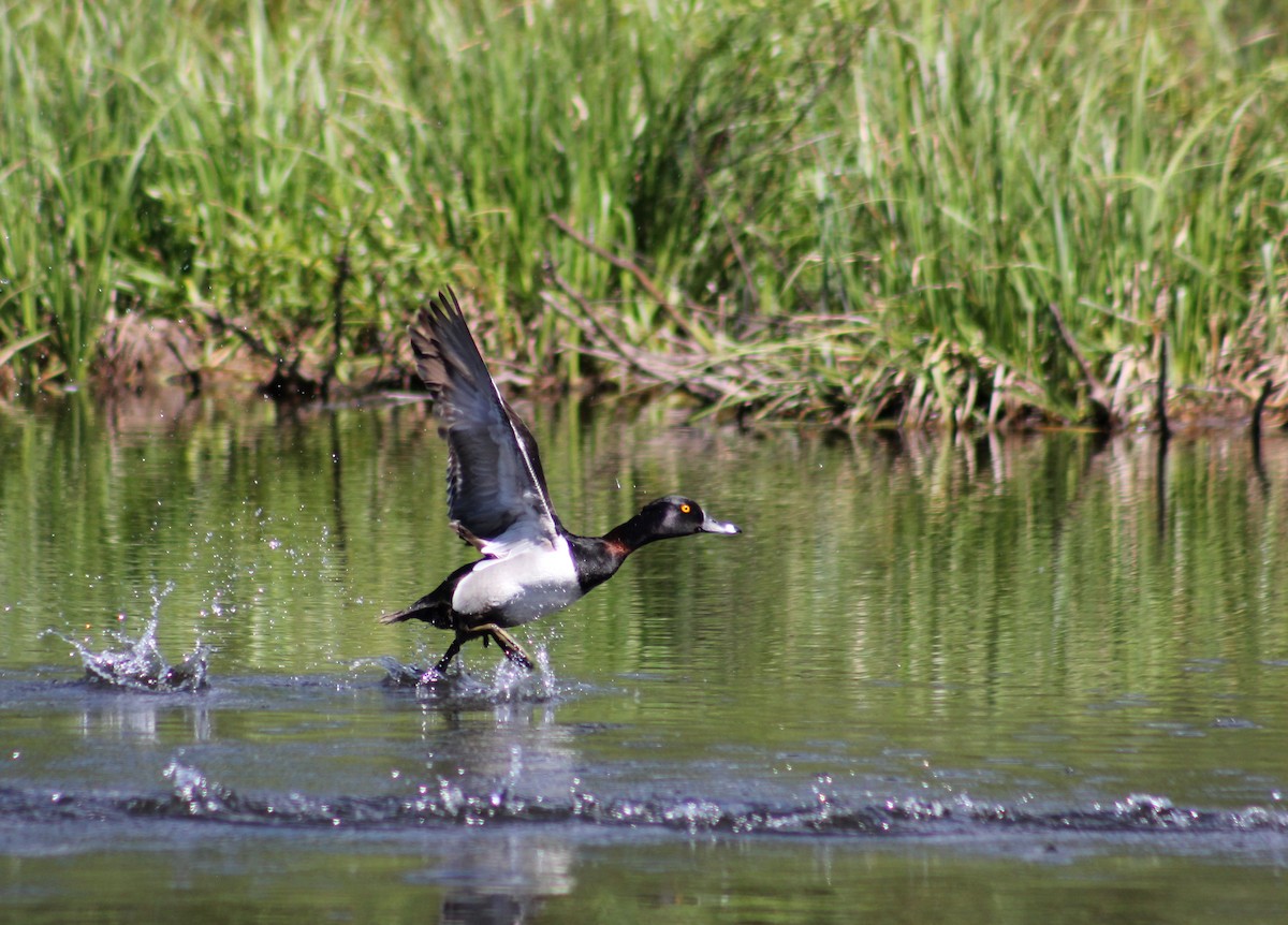 Ring-necked Duck - ML591899791