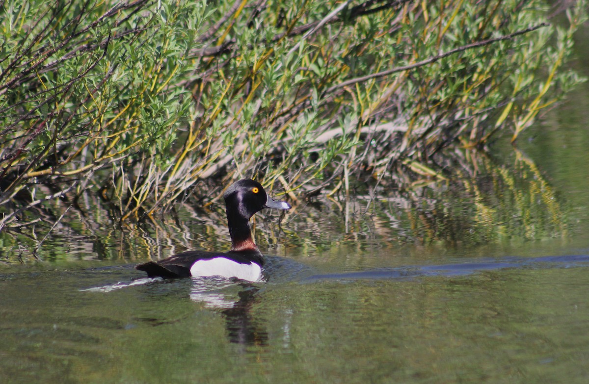 Ring-necked Duck - ML591899801