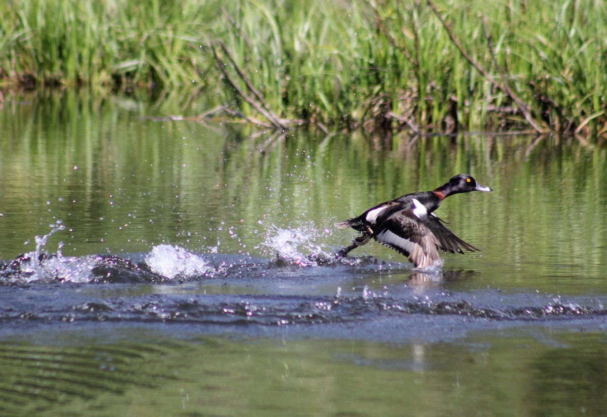 Ring-necked Duck - ML591899811