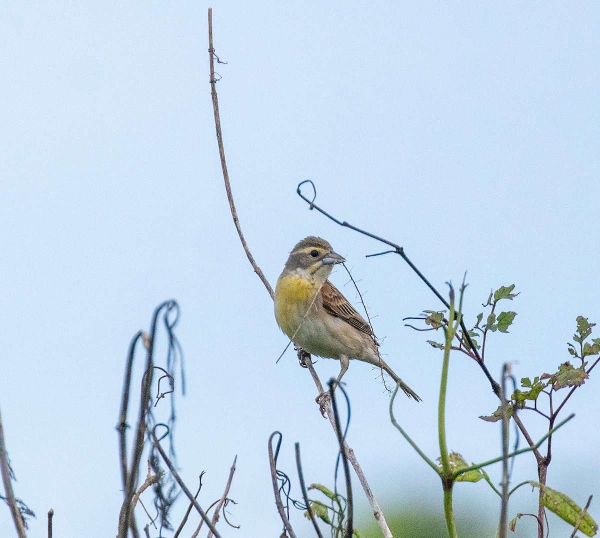 Dickcissel - ML591900081