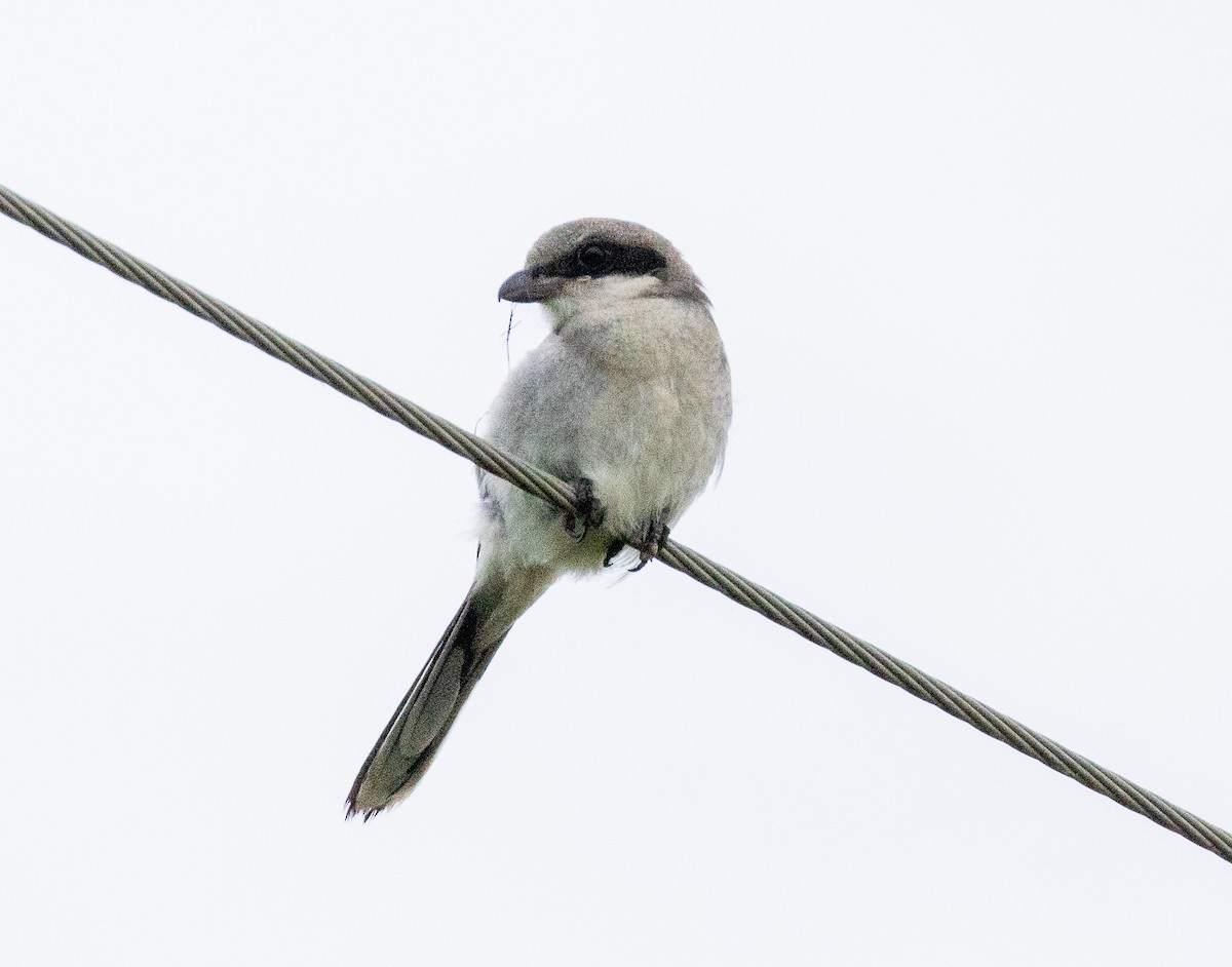 Loggerhead Shrike - ML591900151