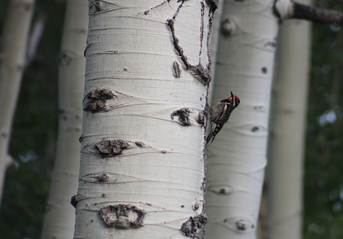 Red-naped Sapsucker - ML591900391