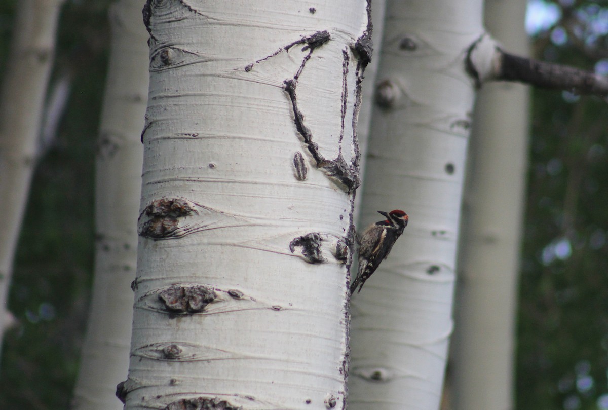 Red-naped Sapsucker - ML591900401