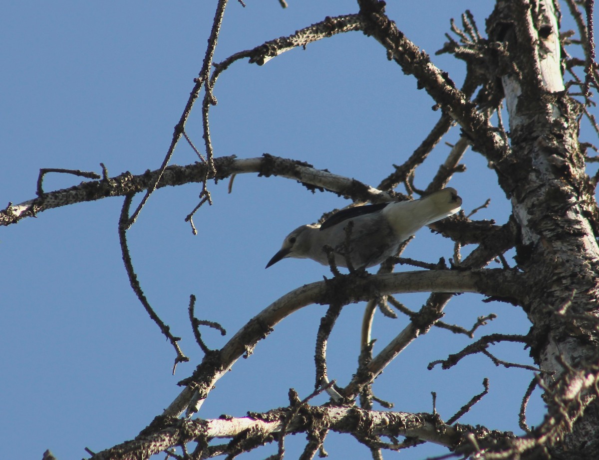 Clark's Nutcracker - ML591900461