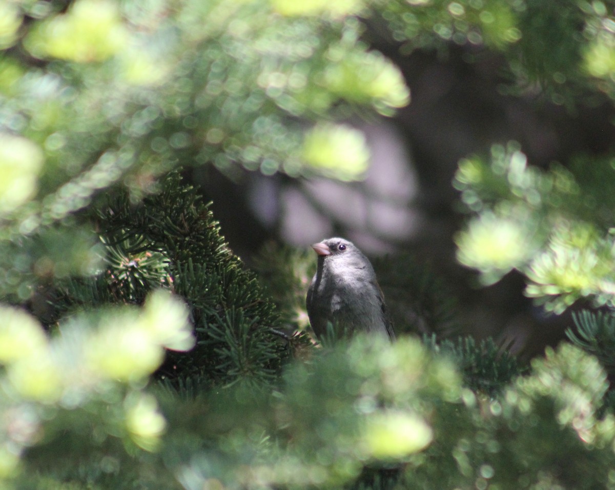 Dark-eyed Junco (Gray-headed) - ML591900491