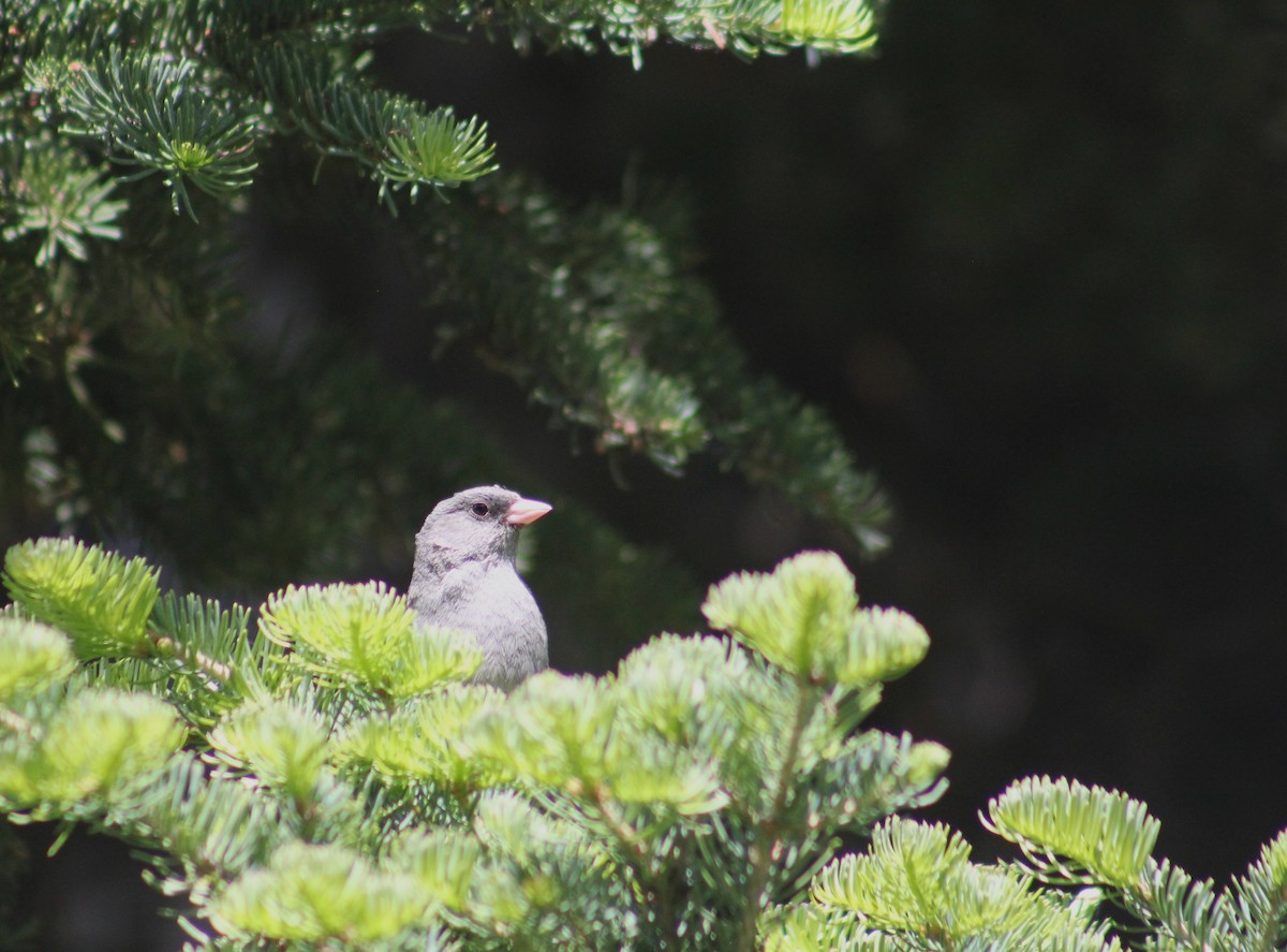 Dark-eyed Junco (Gray-headed) - ML591900501