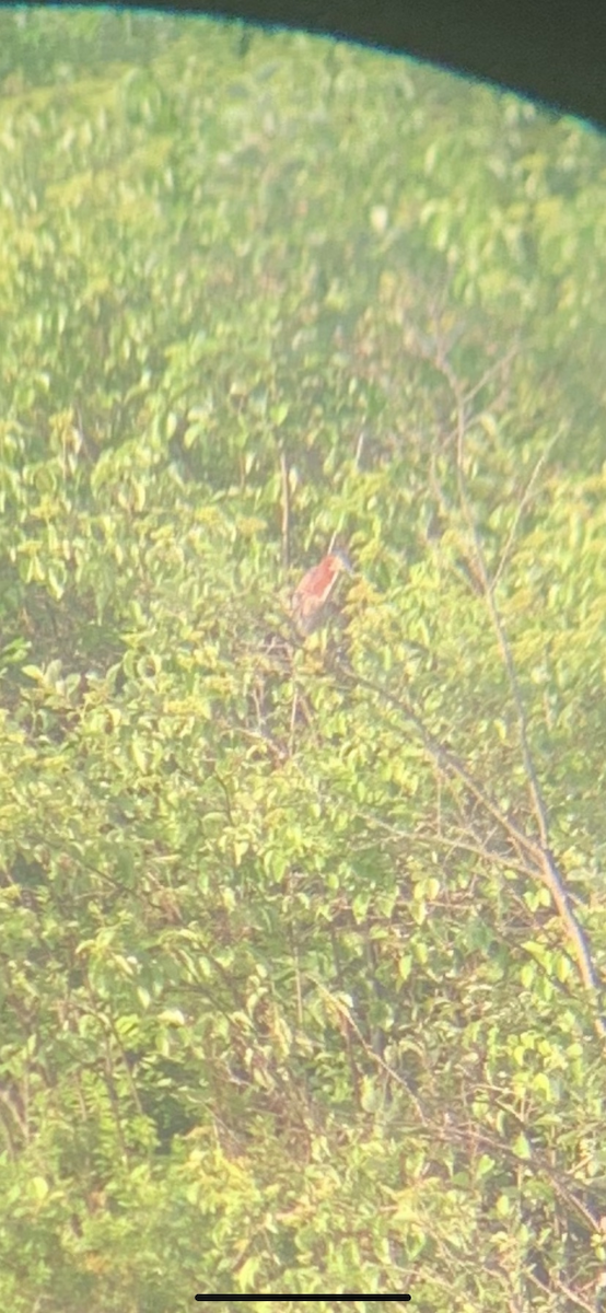 Green Heron - ML591900621