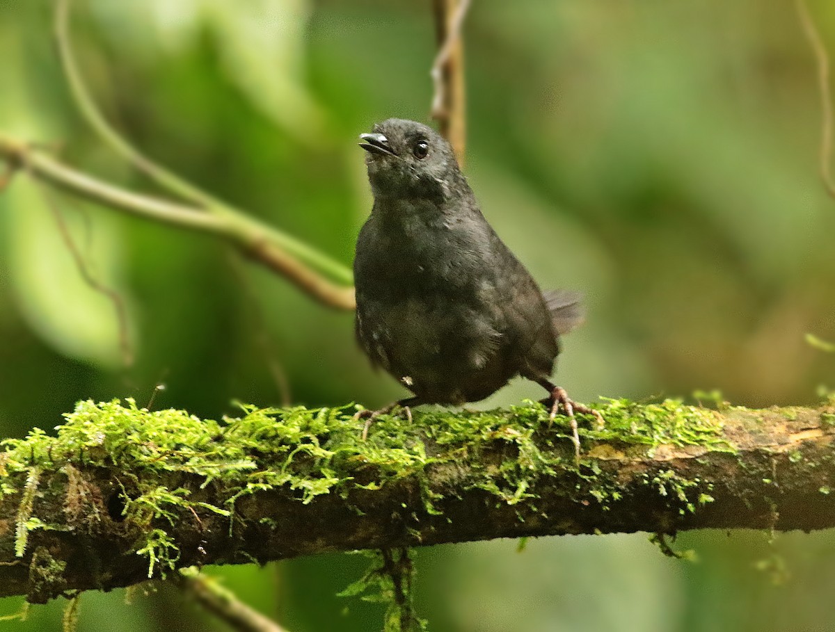 Tatama Tapaculo - ML591901001