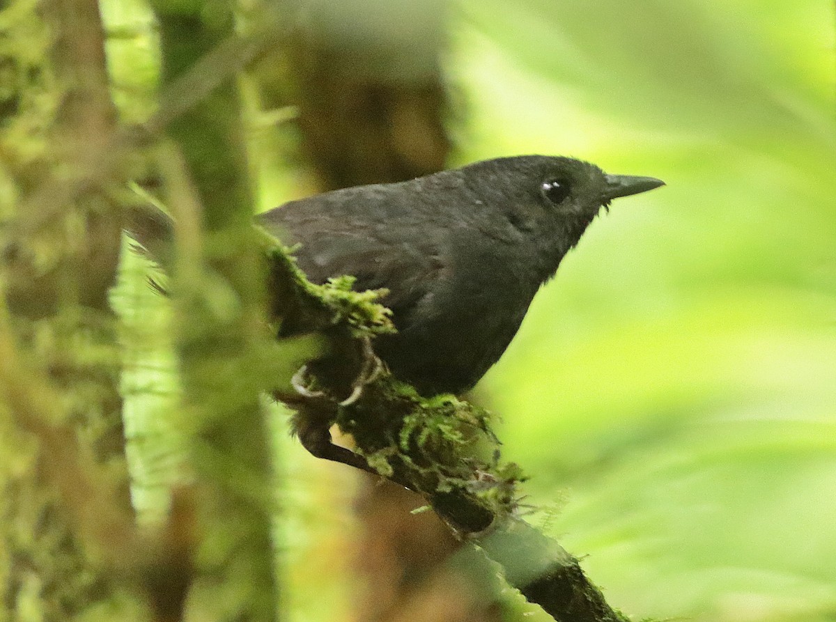 Tatama Tapaculo - Julian Zuleta (Organización Ambiental Vida silvestre)