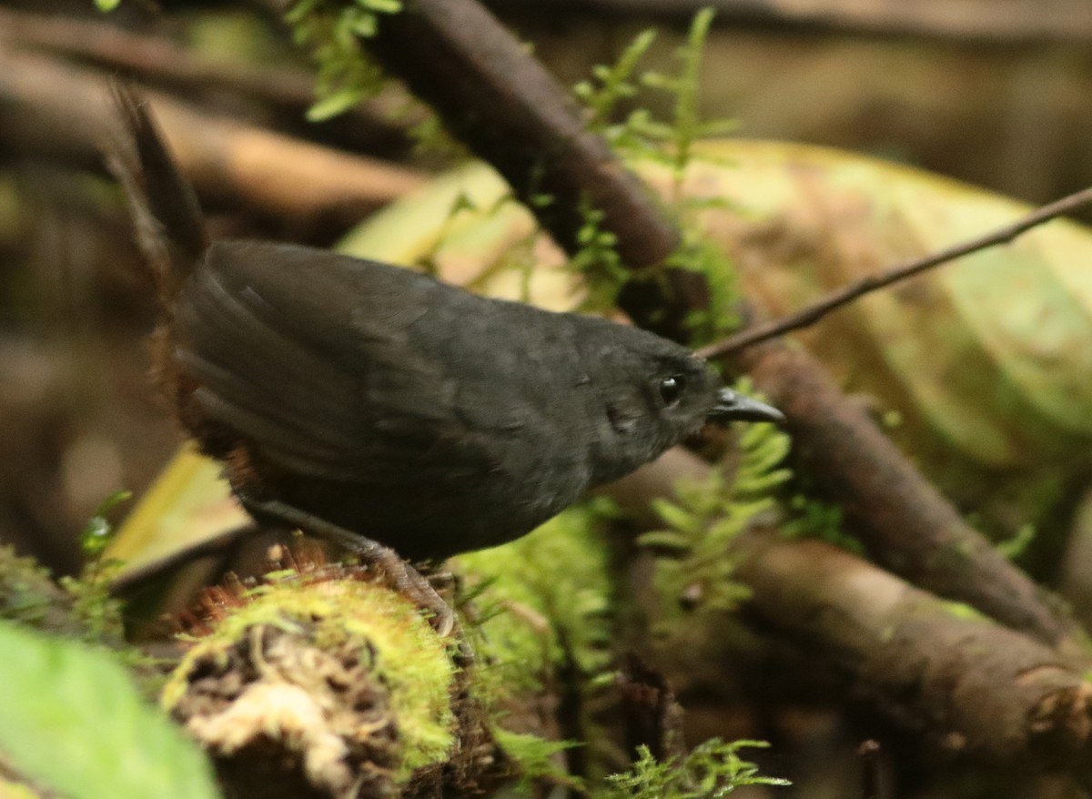 Tatama Tapaculo - Julian Zuleta (Organización Ambiental Vida silvestre)