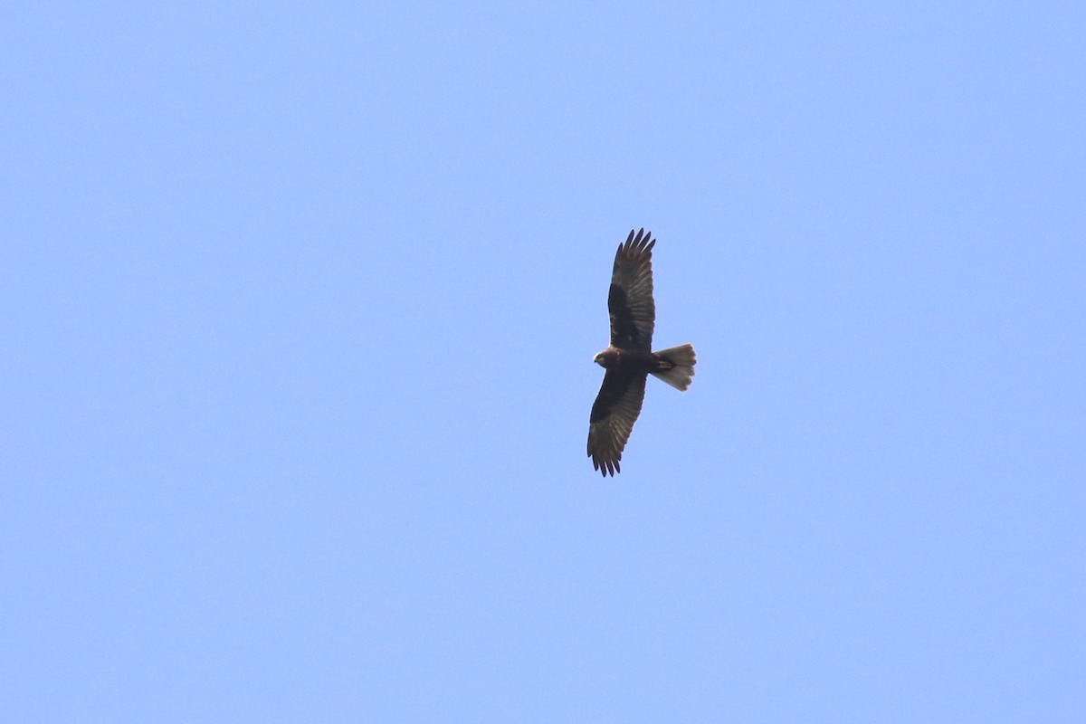 Western Marsh Harrier - ML591901201