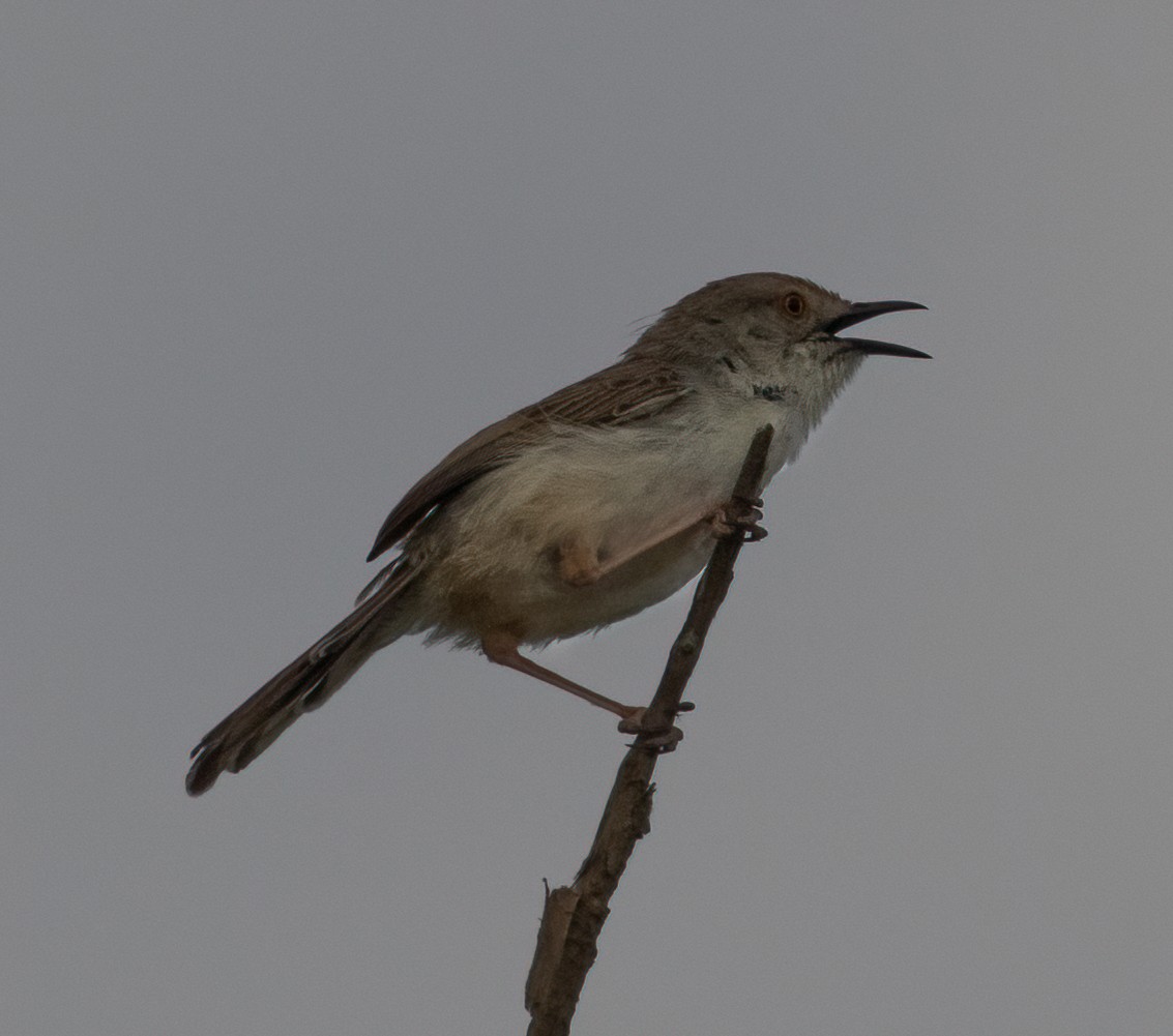 Graceful Prinia - ML591901251