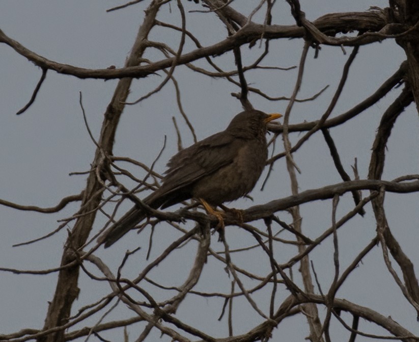 Yemen Thrush - ML591901791