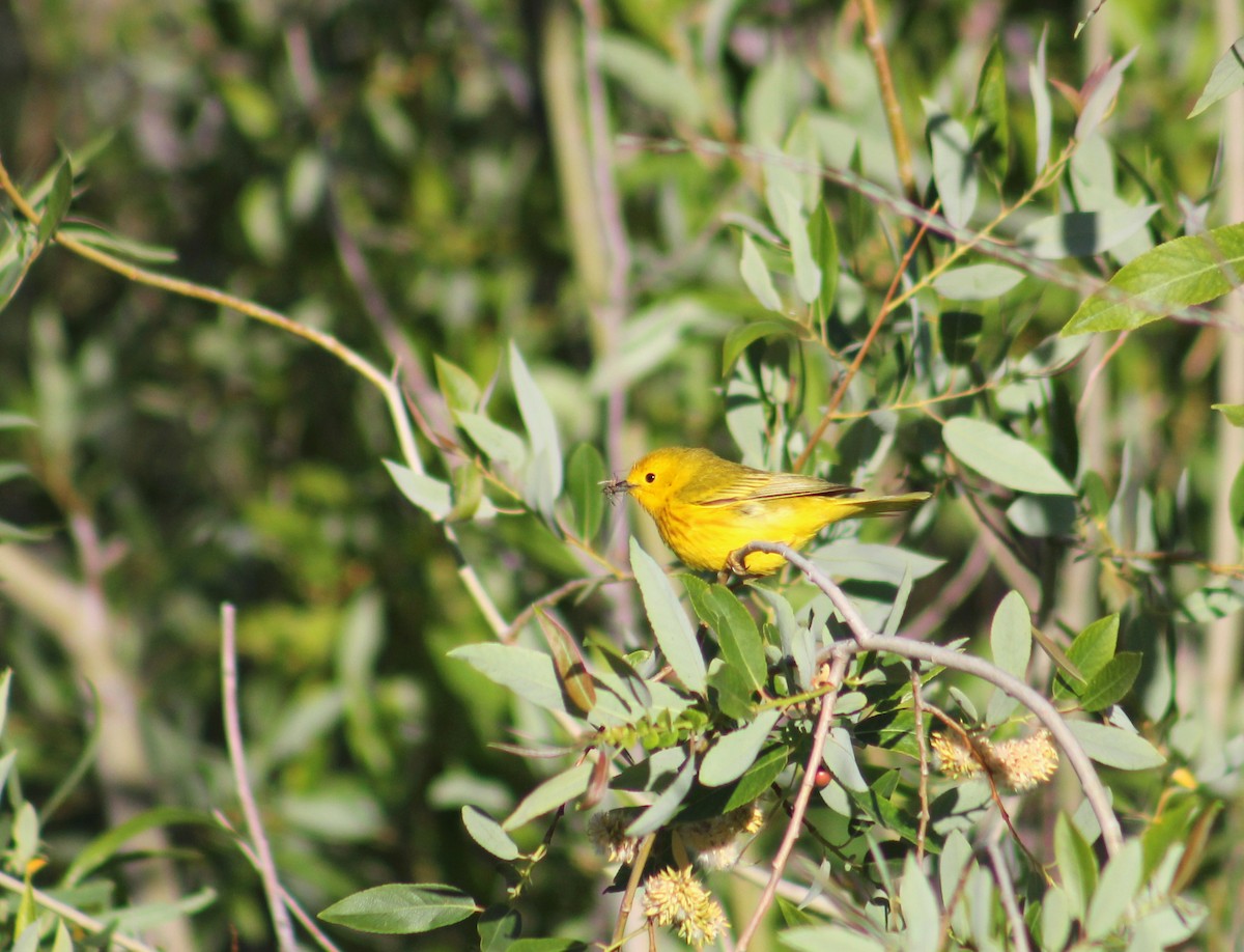 Yellow Warbler (Northern) - Zach Yoshioka