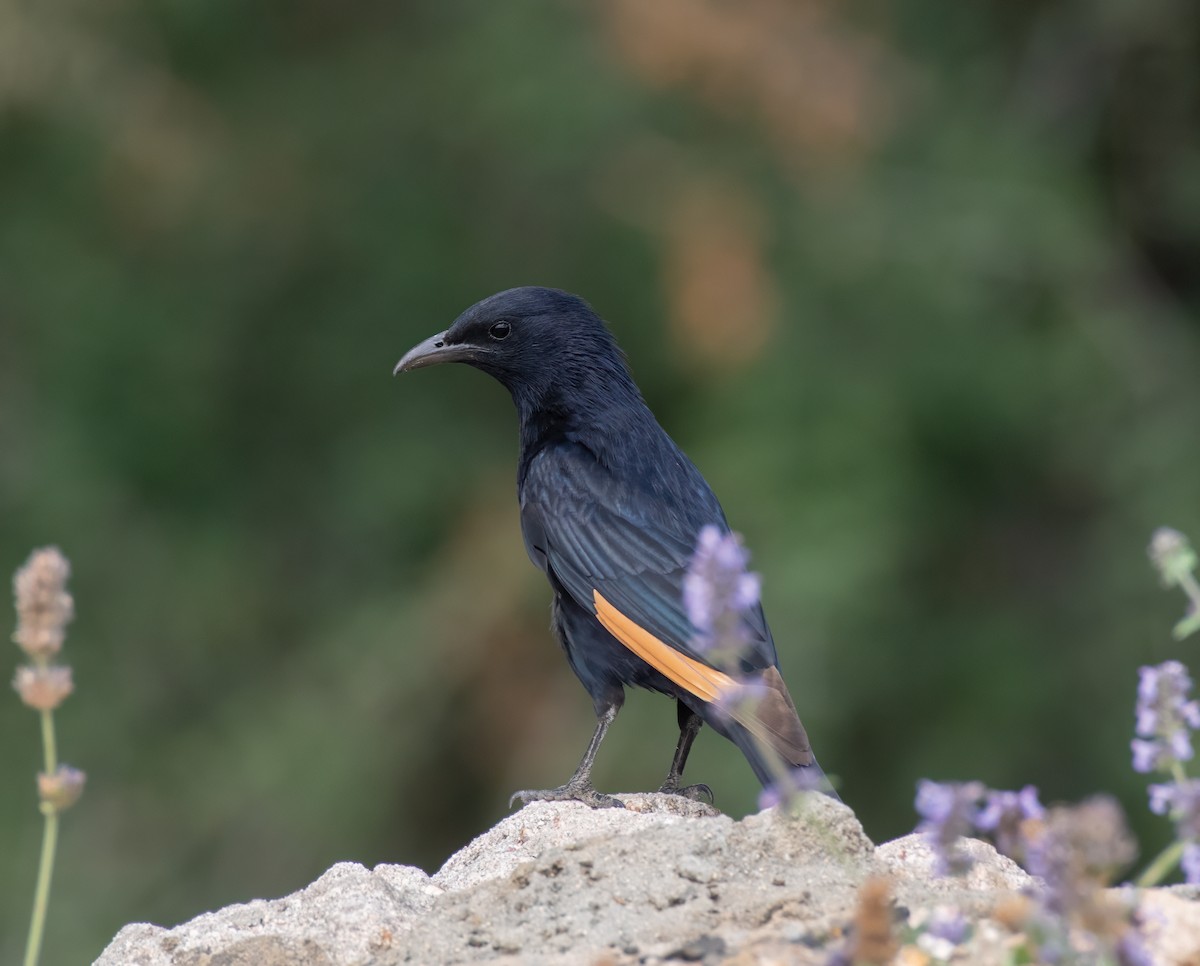 Tristram's Starling - ML591902171