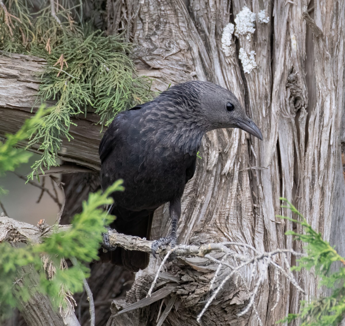 Tristram's Starling - ML591902181