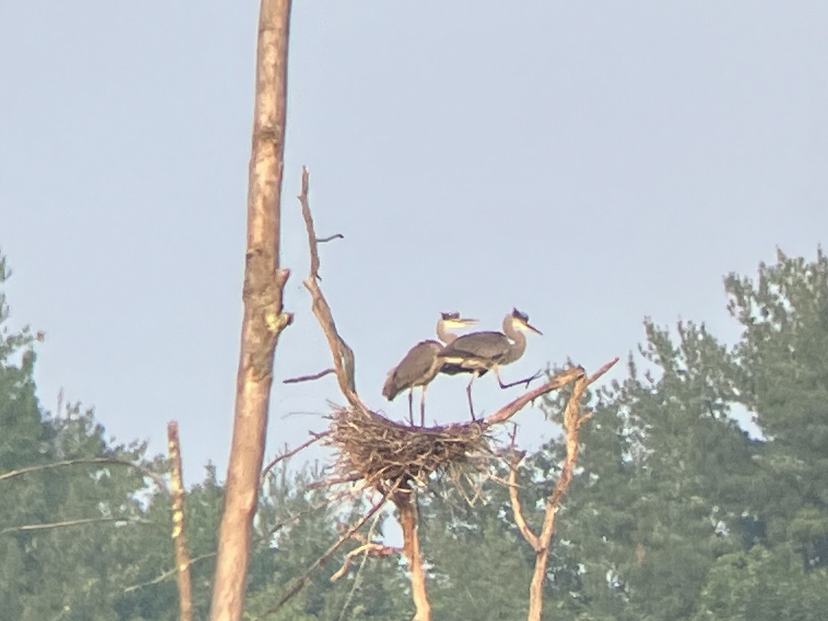 Great Blue Heron - ML591902531