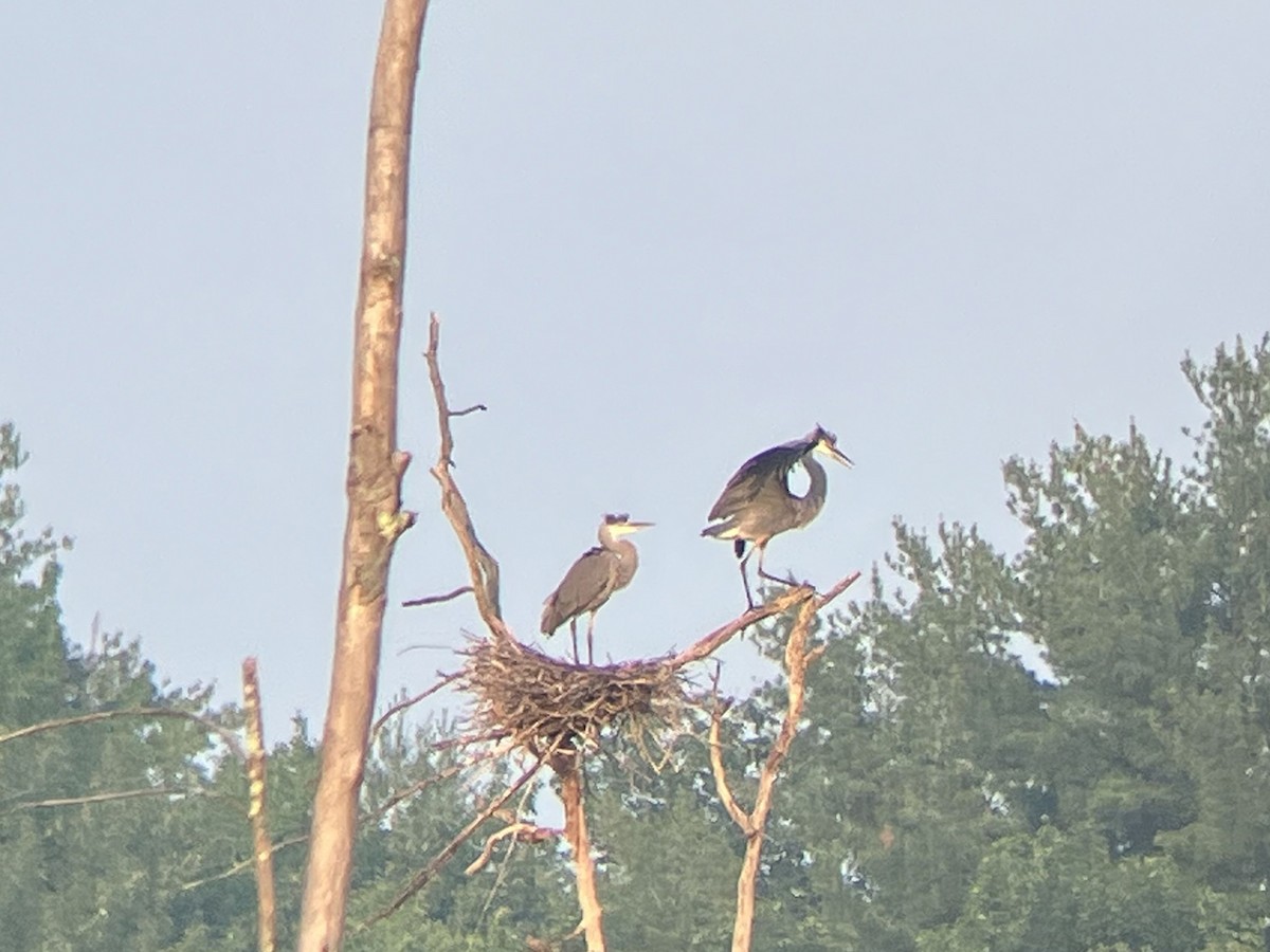 Great Blue Heron - ML591902551