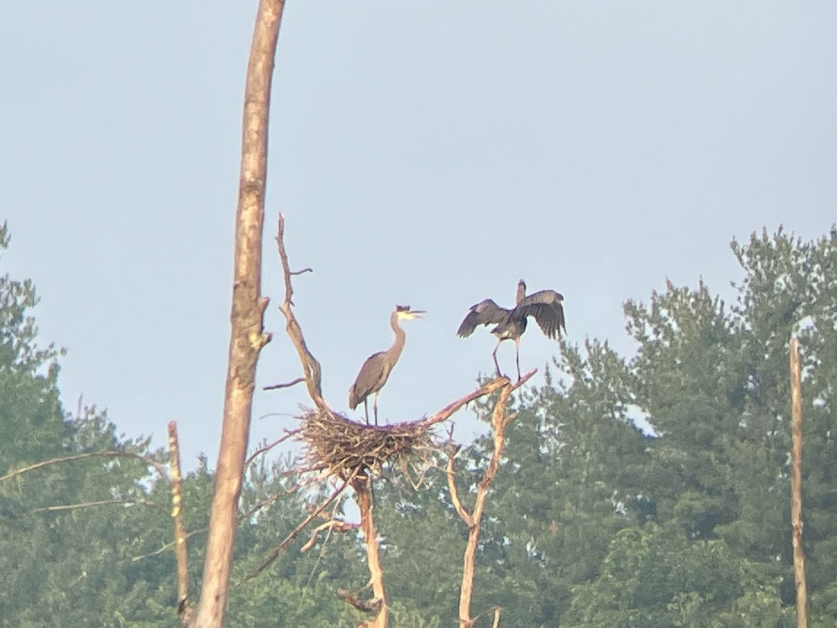 Great Blue Heron - ML591902571