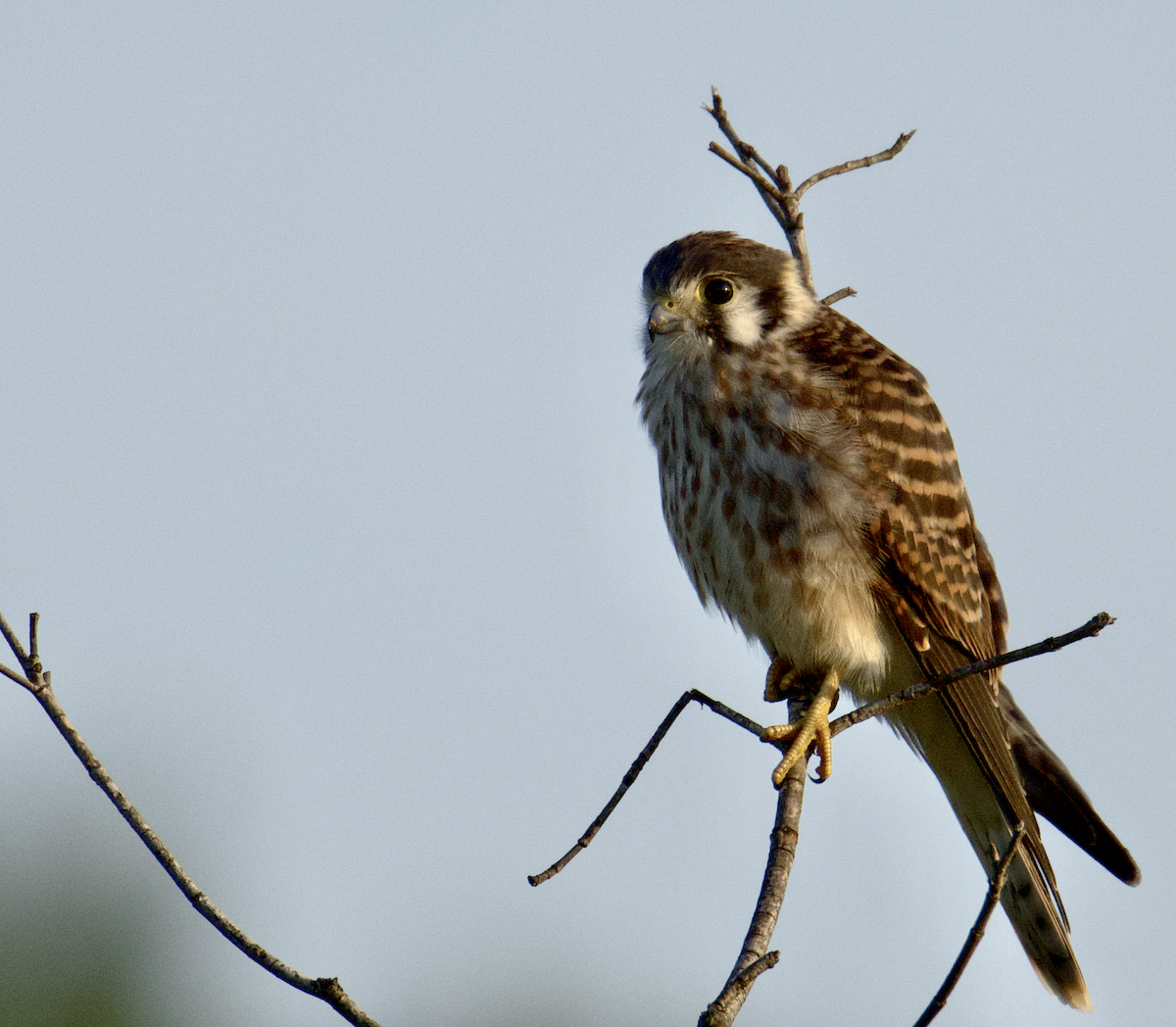 American Kestrel - ML591903051