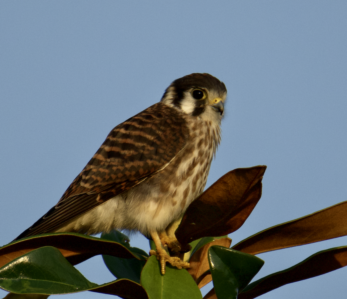 American Kestrel - ML591903061