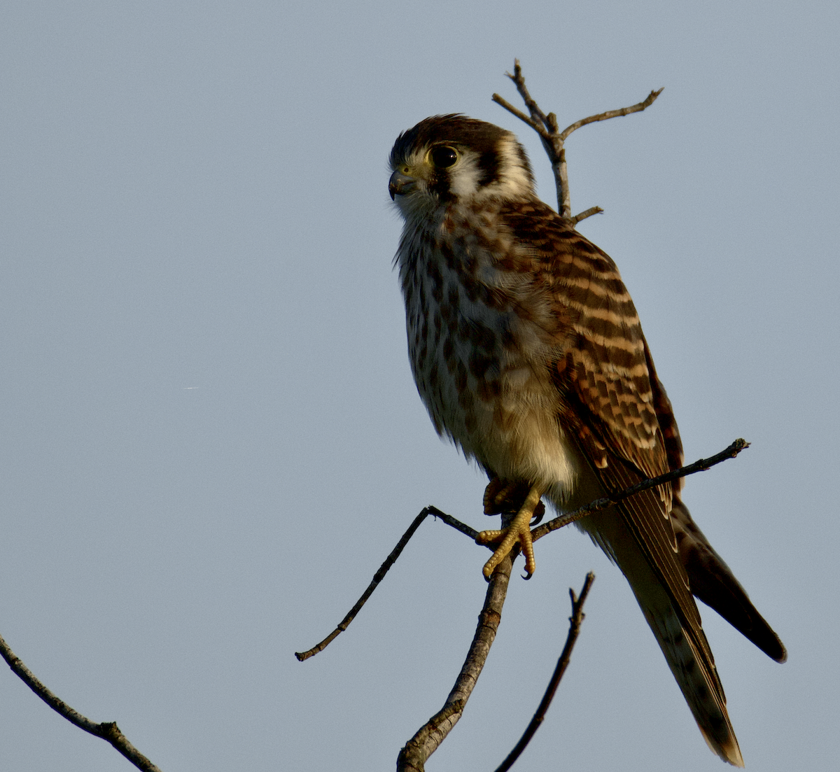 American Kestrel - ML591903071