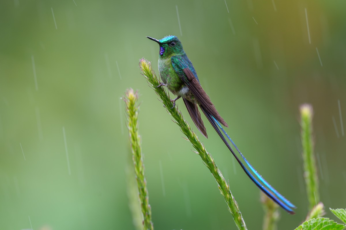 Long-tailed Sylph - Jeff Hapeman