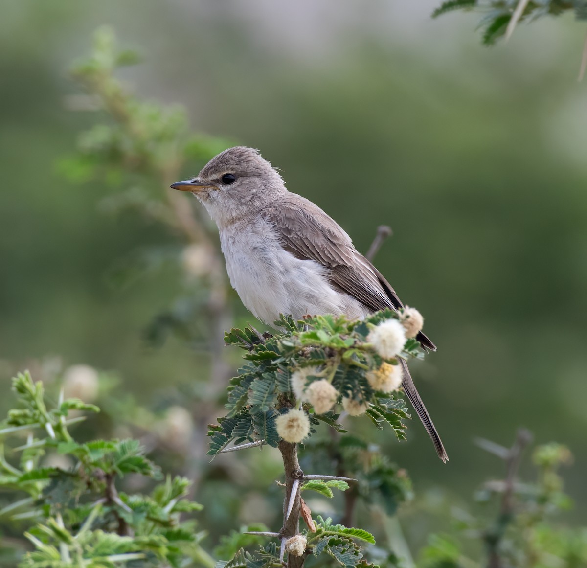 Gambaga Flycatcher - ML591903511