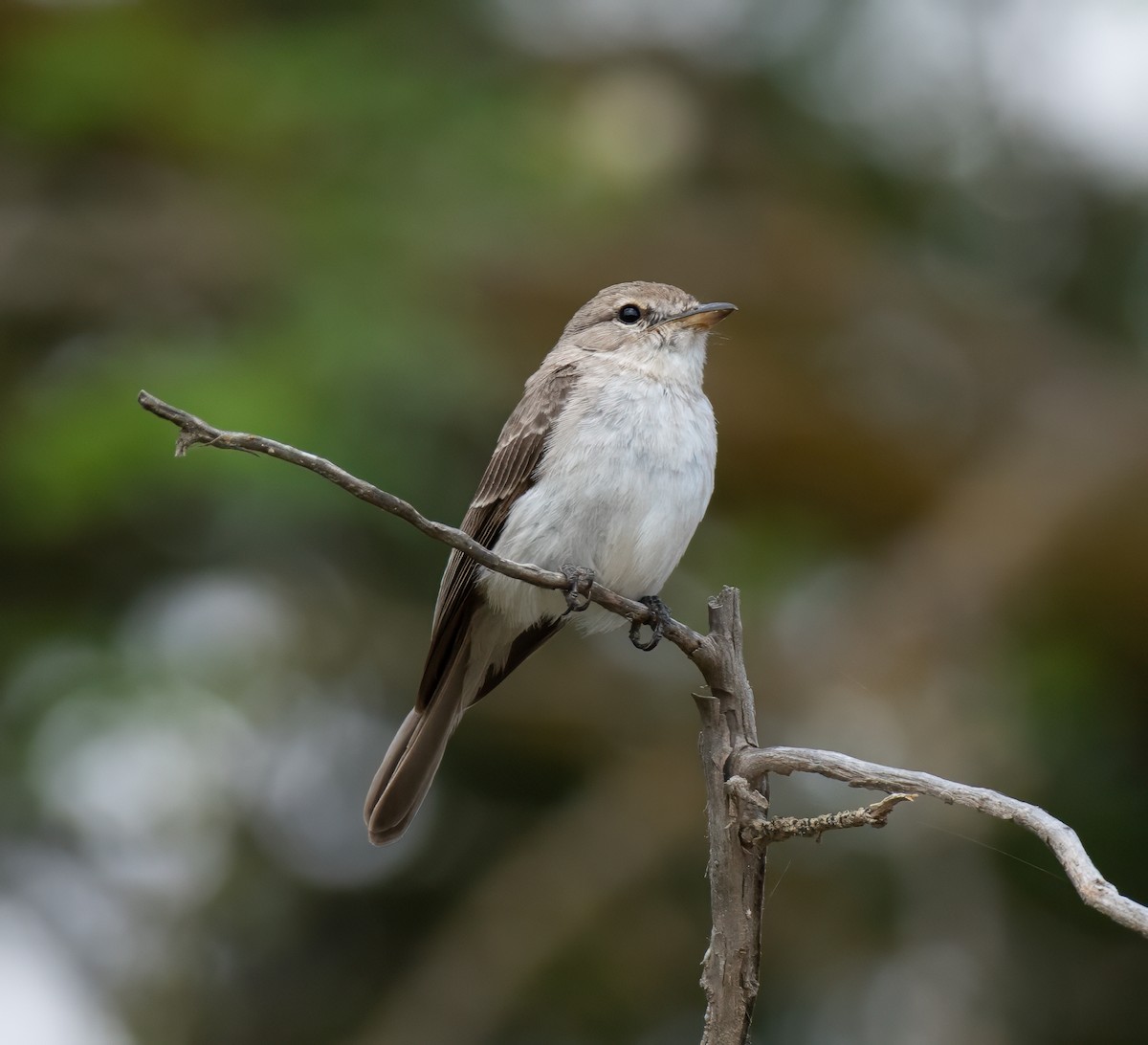 Gambaga Flycatcher - ML591903521