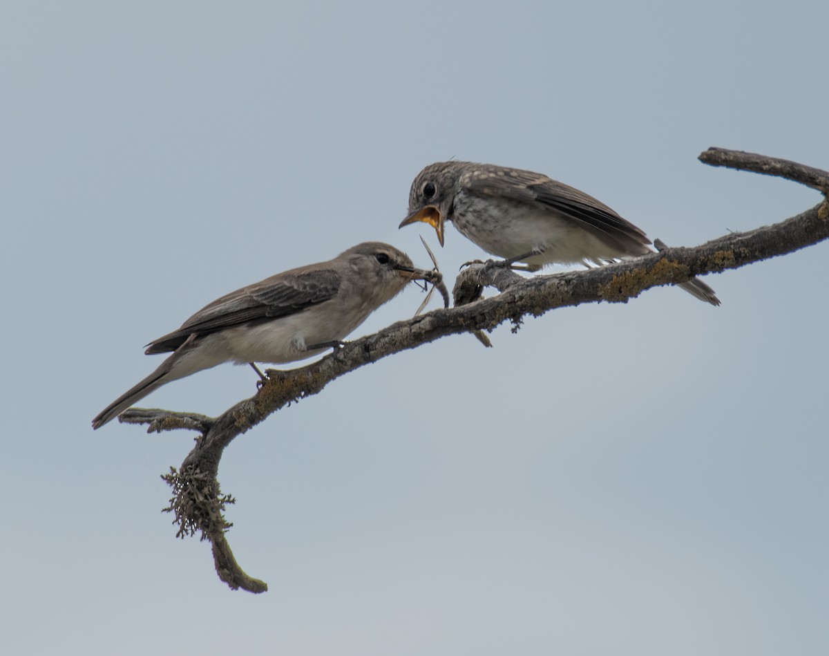 Gambaga Flycatcher - ML591903551