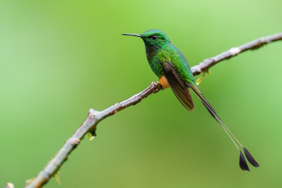 Peruvian Racket-tail - Jeff Hapeman