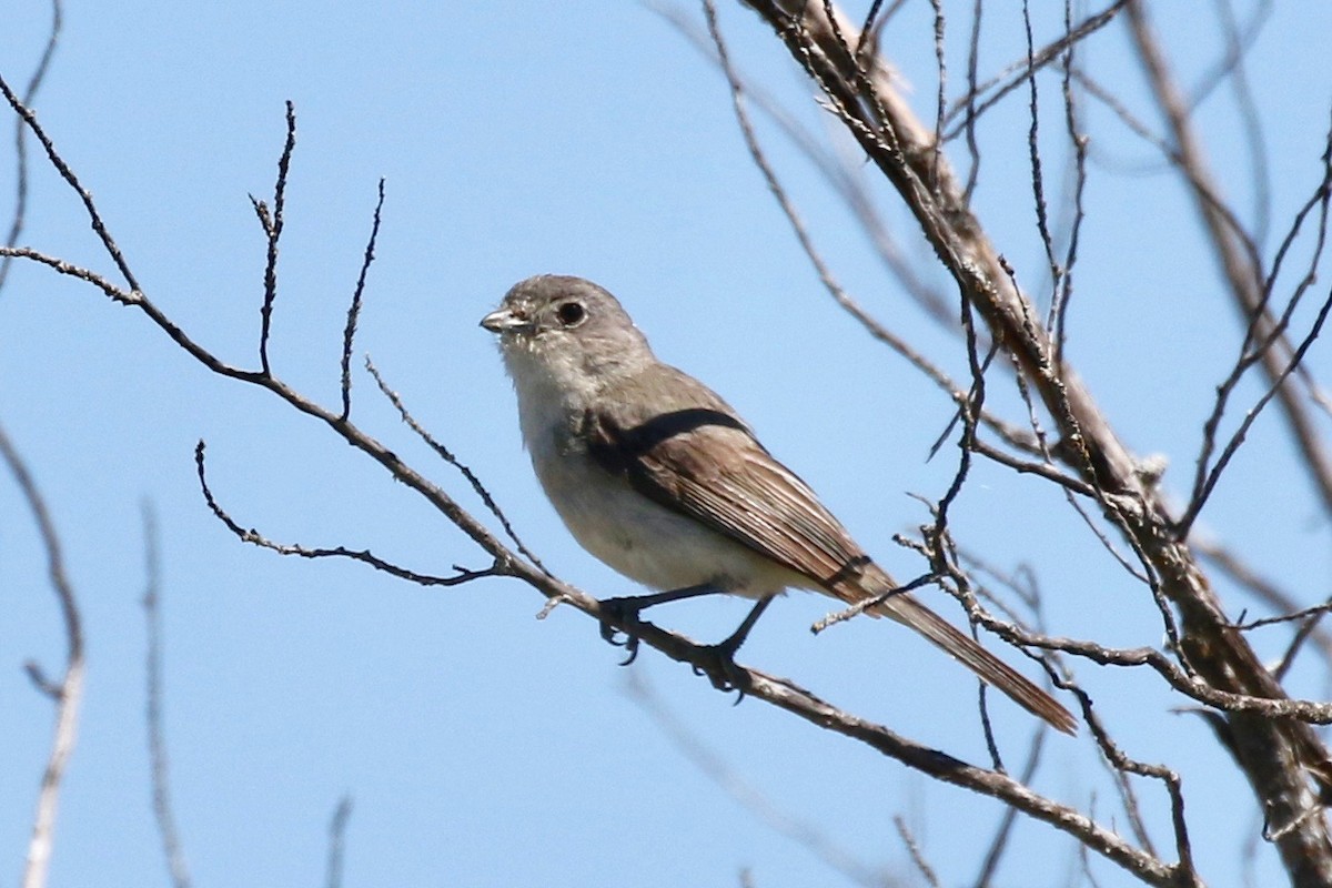 Gray Vireo - ML59190371