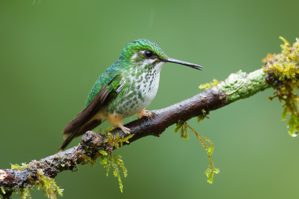 Peruvian Racket-tail - Jeff Hapeman