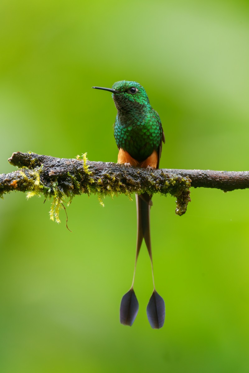 Peruvian Racket-tail - Jeff Hapeman