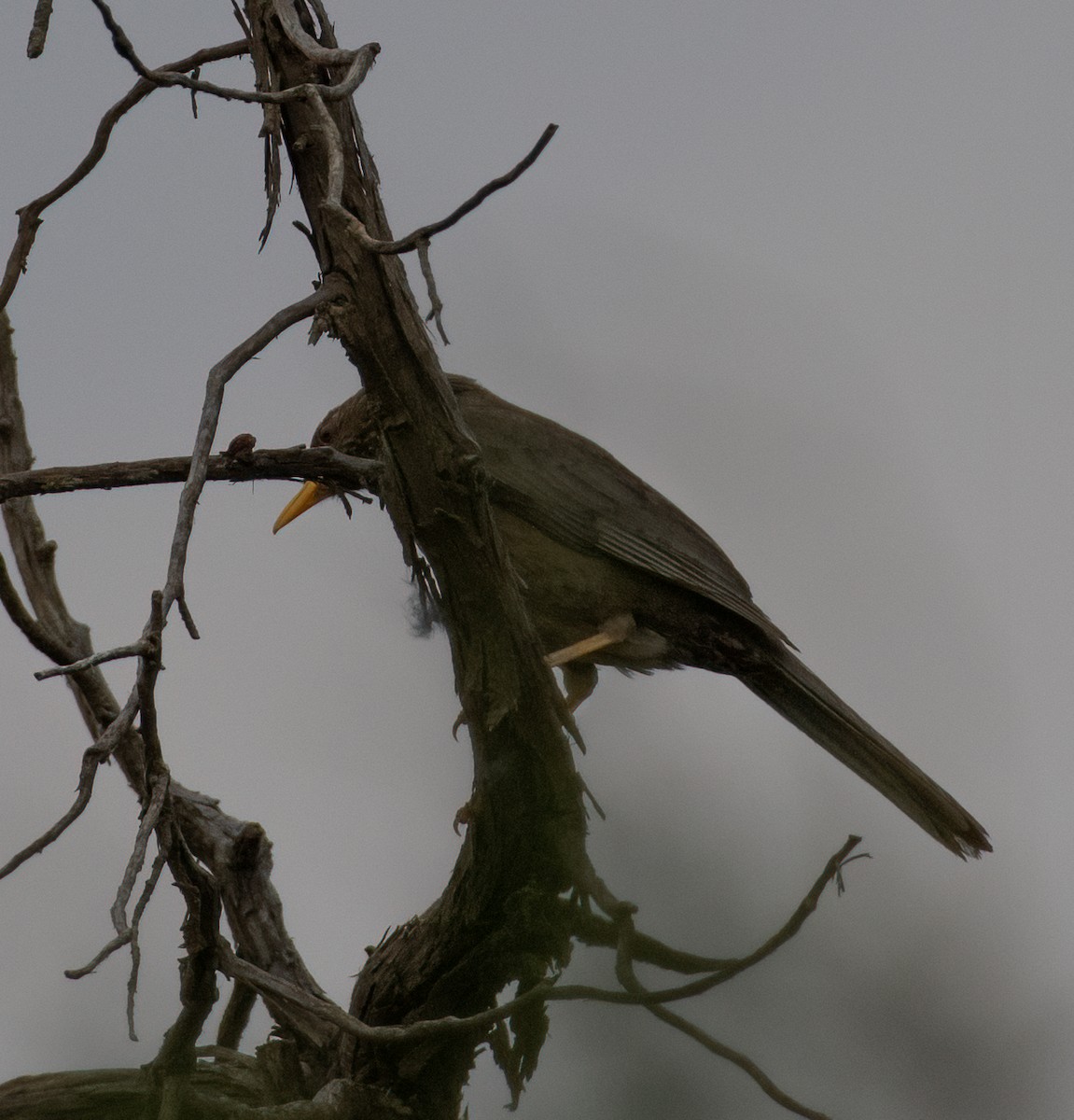 Yemen Thrush - ML591904631