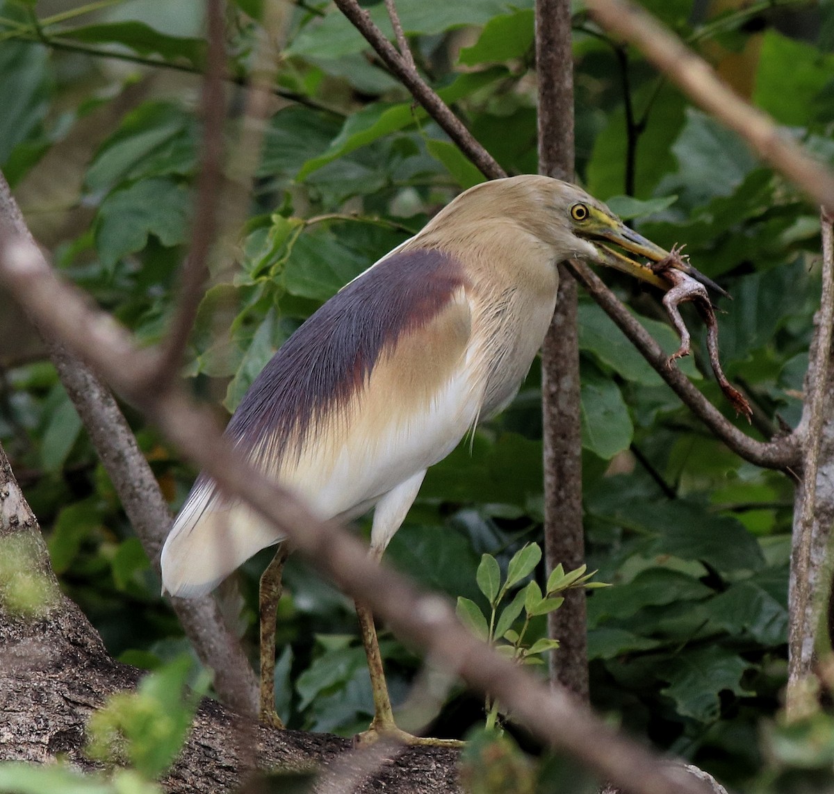 Indian Pond-Heron - Afsar Nayakkan