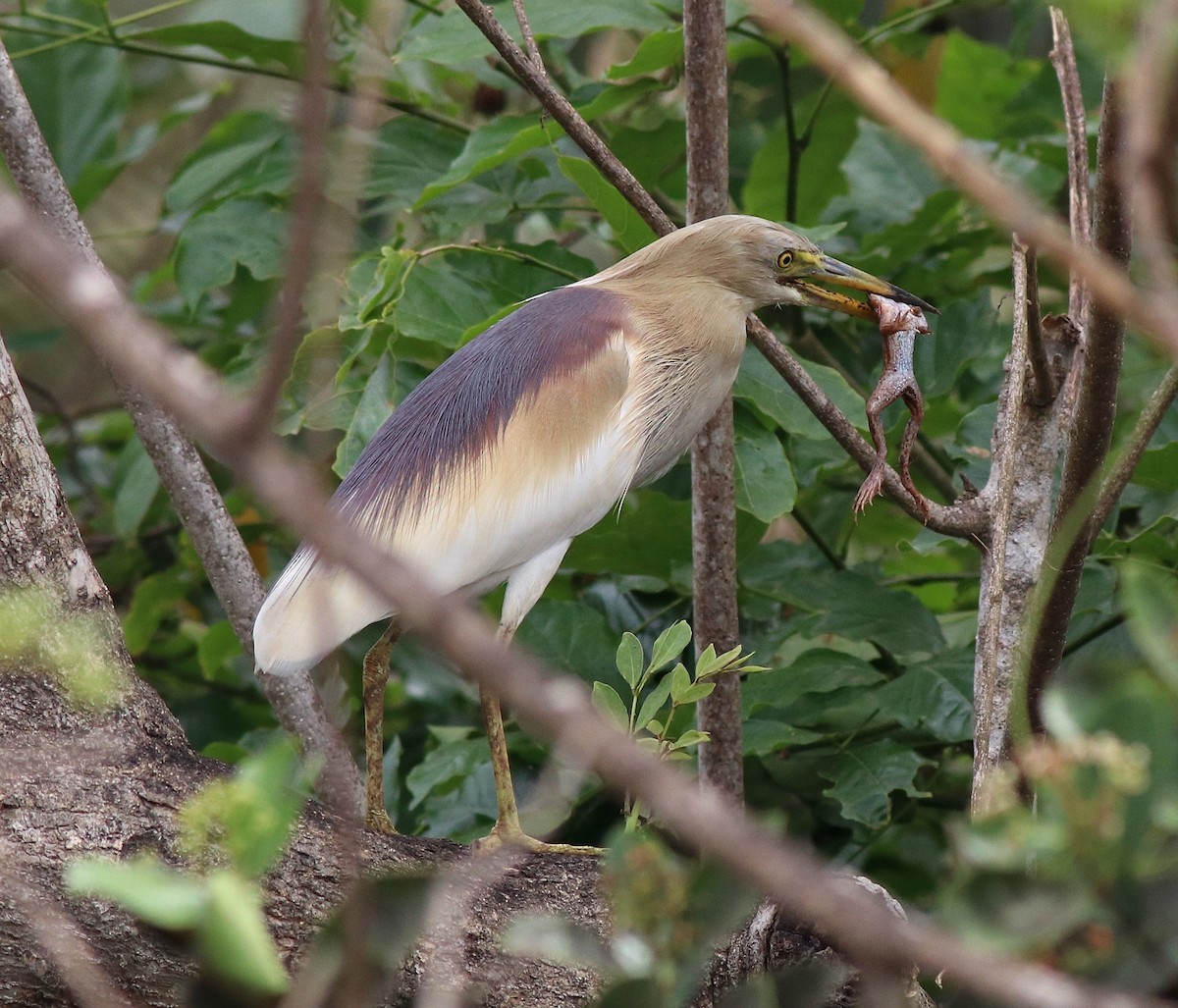 Indian Pond-Heron - Afsar Nayakkan