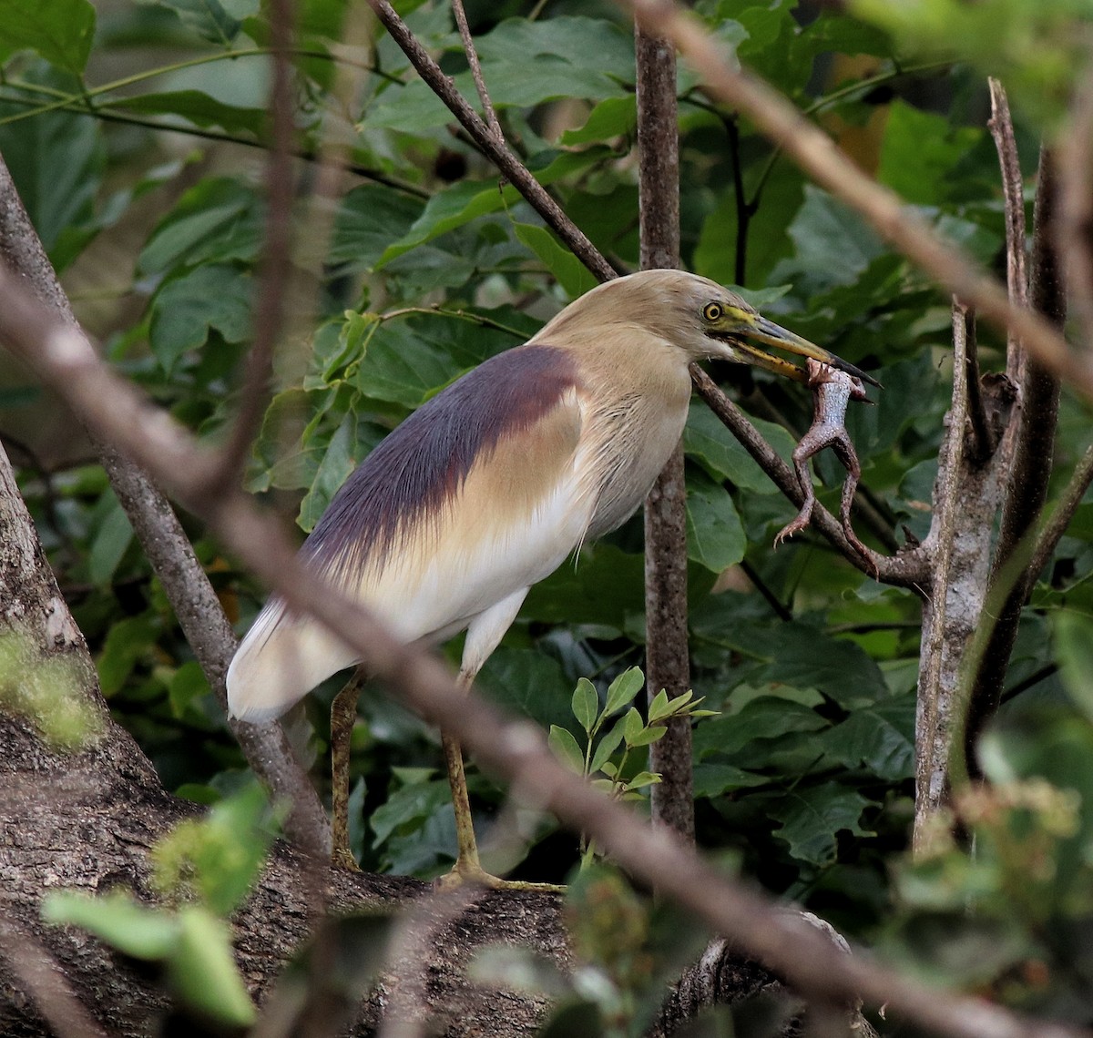 Indian Pond-Heron - Afsar Nayakkan