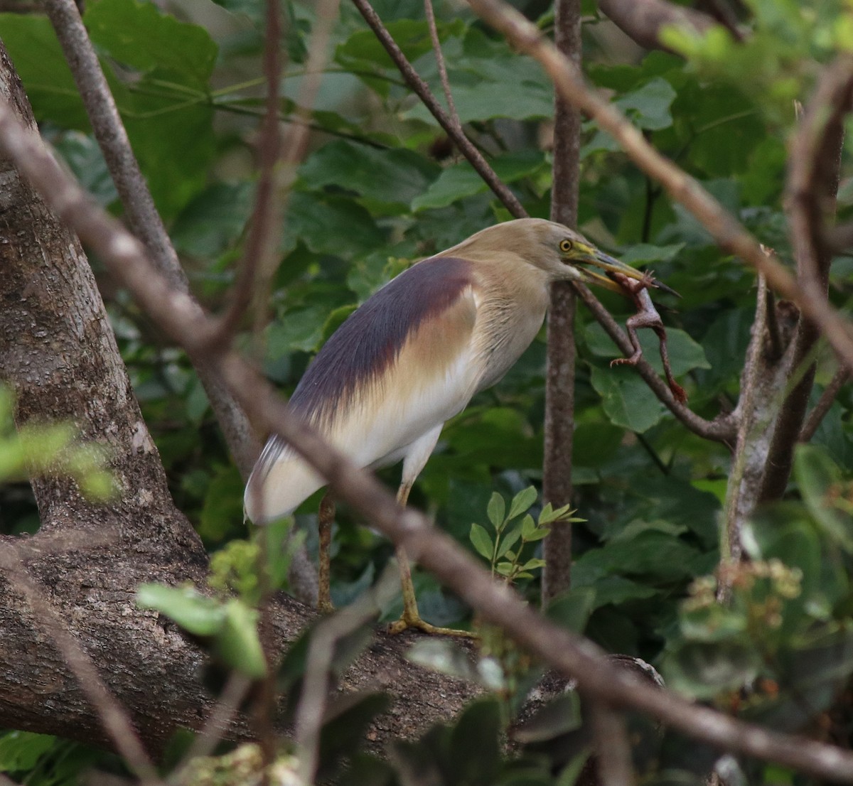 Indian Pond-Heron - Afsar Nayakkan