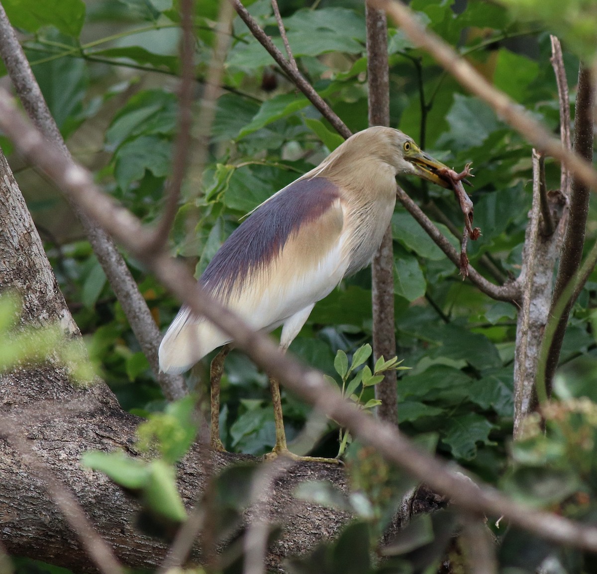 Indian Pond-Heron - Afsar Nayakkan