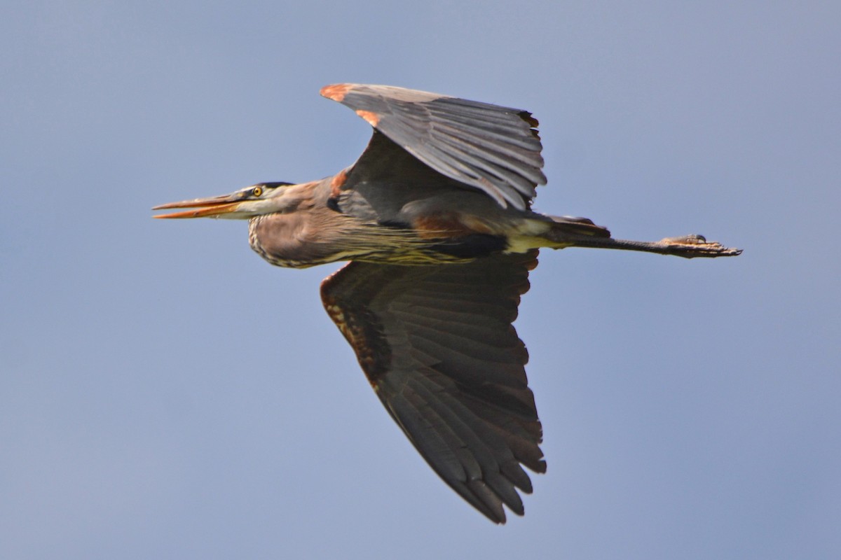 Great Blue Heron - ML59190621