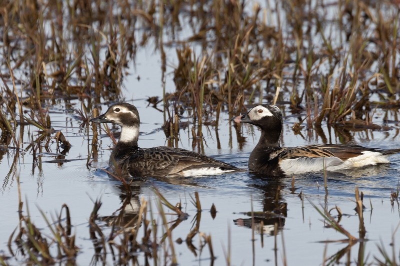 Long-tailed Duck - ML591907061