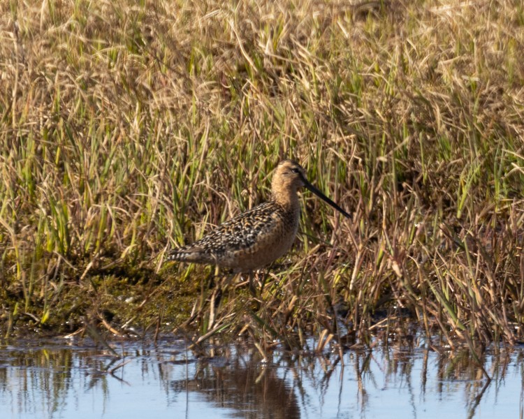 Long-billed Dowitcher - ML591907201