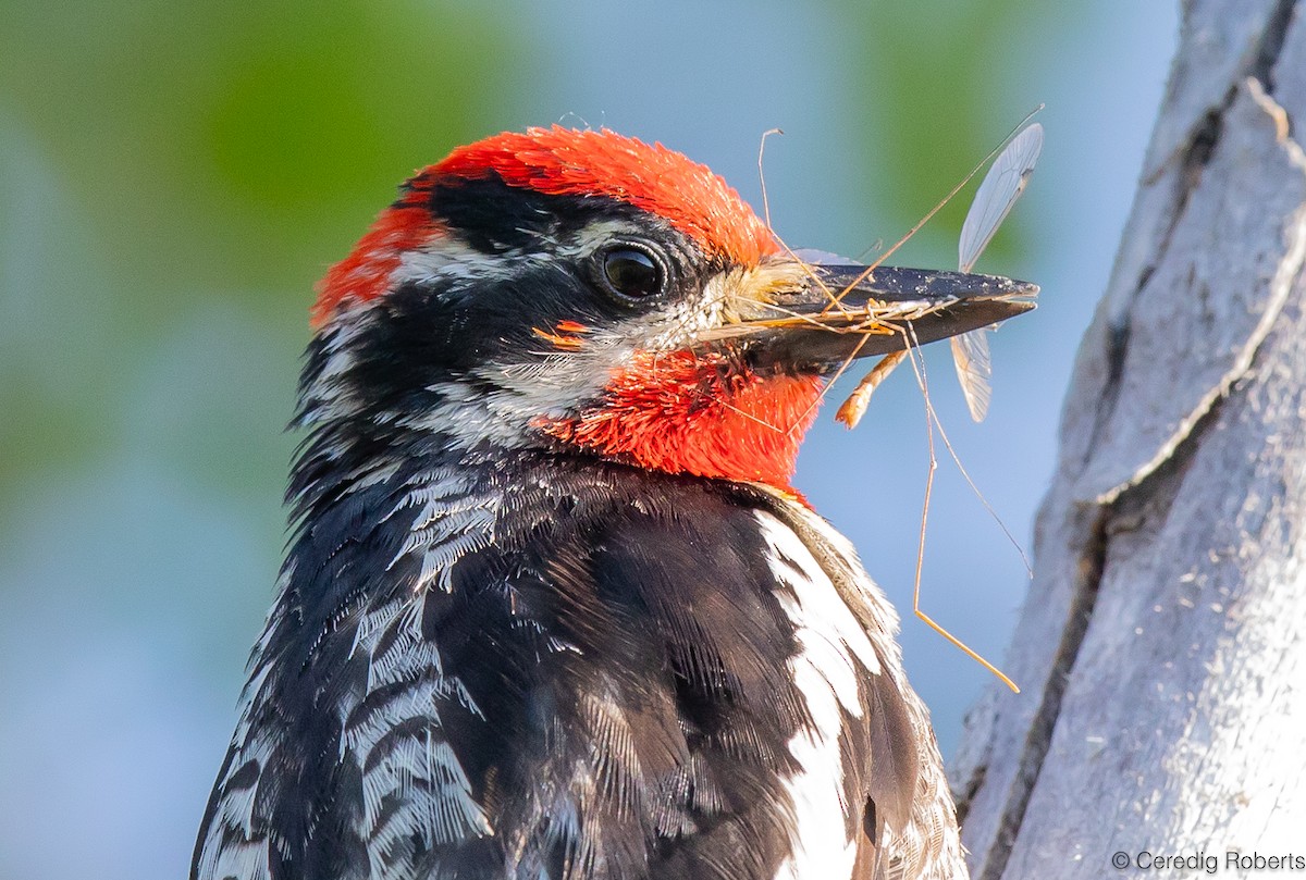 Red-naped Sapsucker - ML591907821